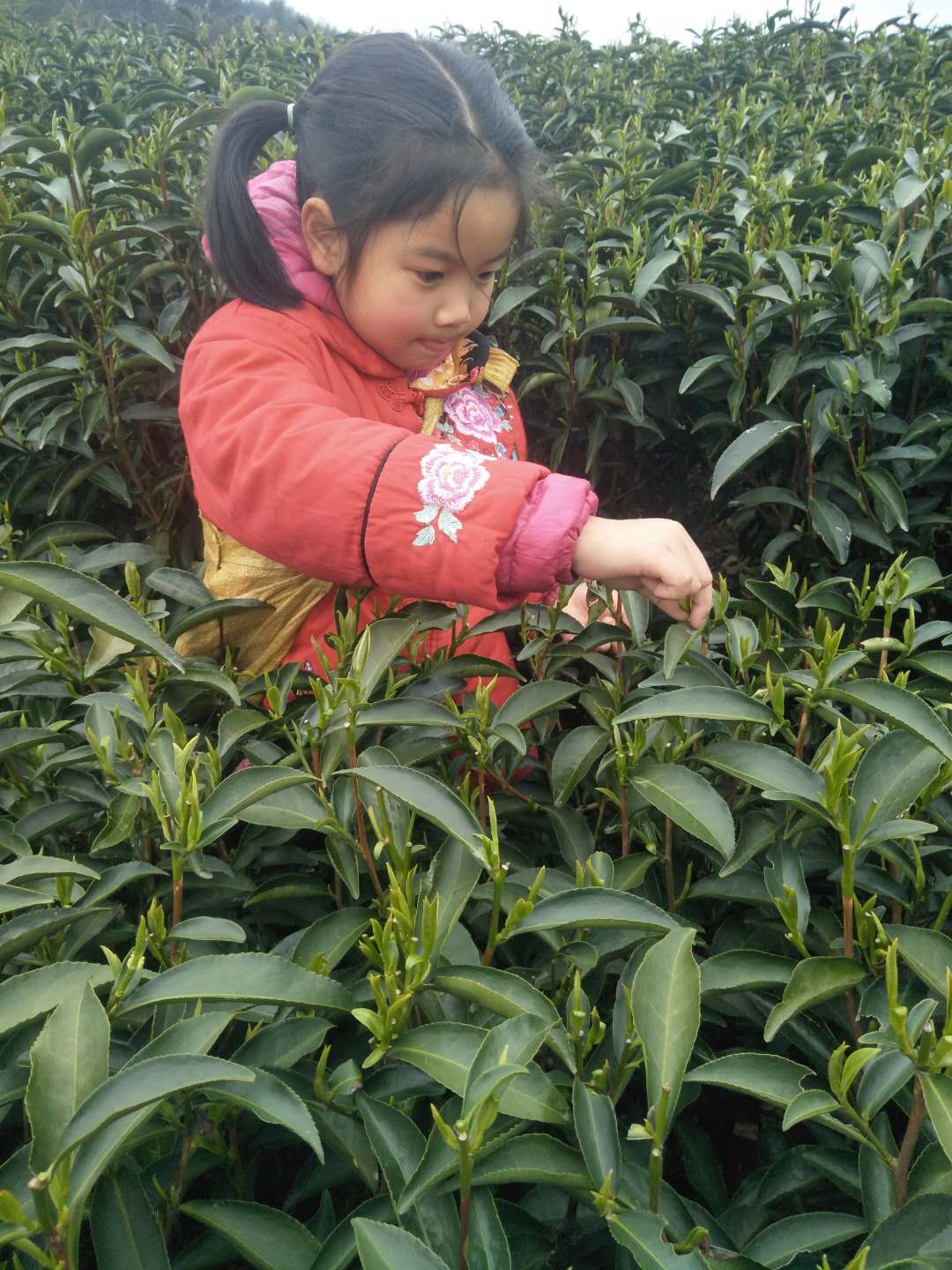 包邮2019年头春清明前口粮茶叶政和白茶头采特级梅占牡丹王白牡丹在类目 茶, 白茶(新), 白牡丹中 - 来自Buy2taobao.com提供专业的淘宝代购服务