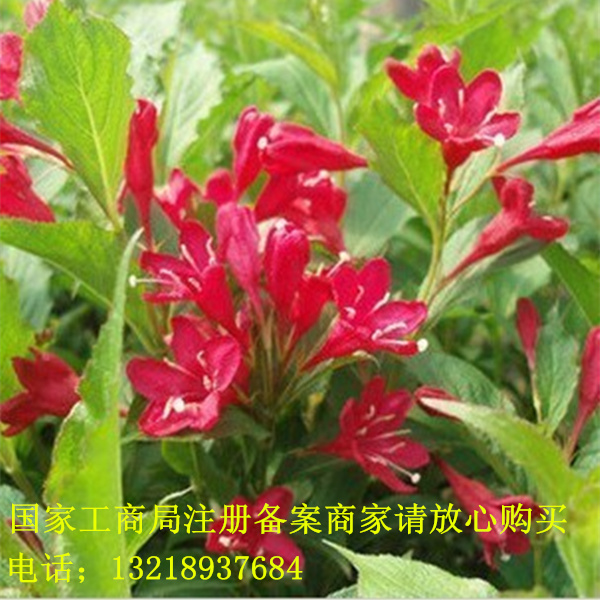 花卉绿植盆栽红王子锦带花苗四季锦带花庭院植物净化空气基地直销在类目 鲜花速递/花卉仿真/绿植园艺, 花园植物/行道树/果树, 行道树/乔木中 - 来自Buy2taobao.com提供专业的淘宝代购服务