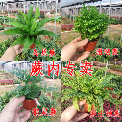 盆栽小植物 狼尾蕨 珊瑚蕨 波斯顿蕨 鸟巢蕨 观叶花卉绿植物盆栽