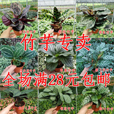 翠叶 孔雀 双线  银纹 豹纹 苹果 红美丽 彩虹竹芋盆栽花卉植物