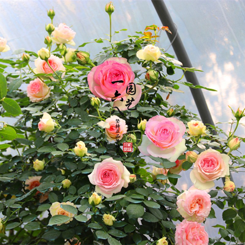 月季花苗盆栽重瓣大花濃香型爬藤植物四季耐寒薔薇花卉豐花玫瑰在類目 鮮花速遞/花卉仿真/綠植園藝, 花卉/綠植盆栽(新), 花卉中 - 來自Buy2taobao.com提供專業的淘寶代購服務