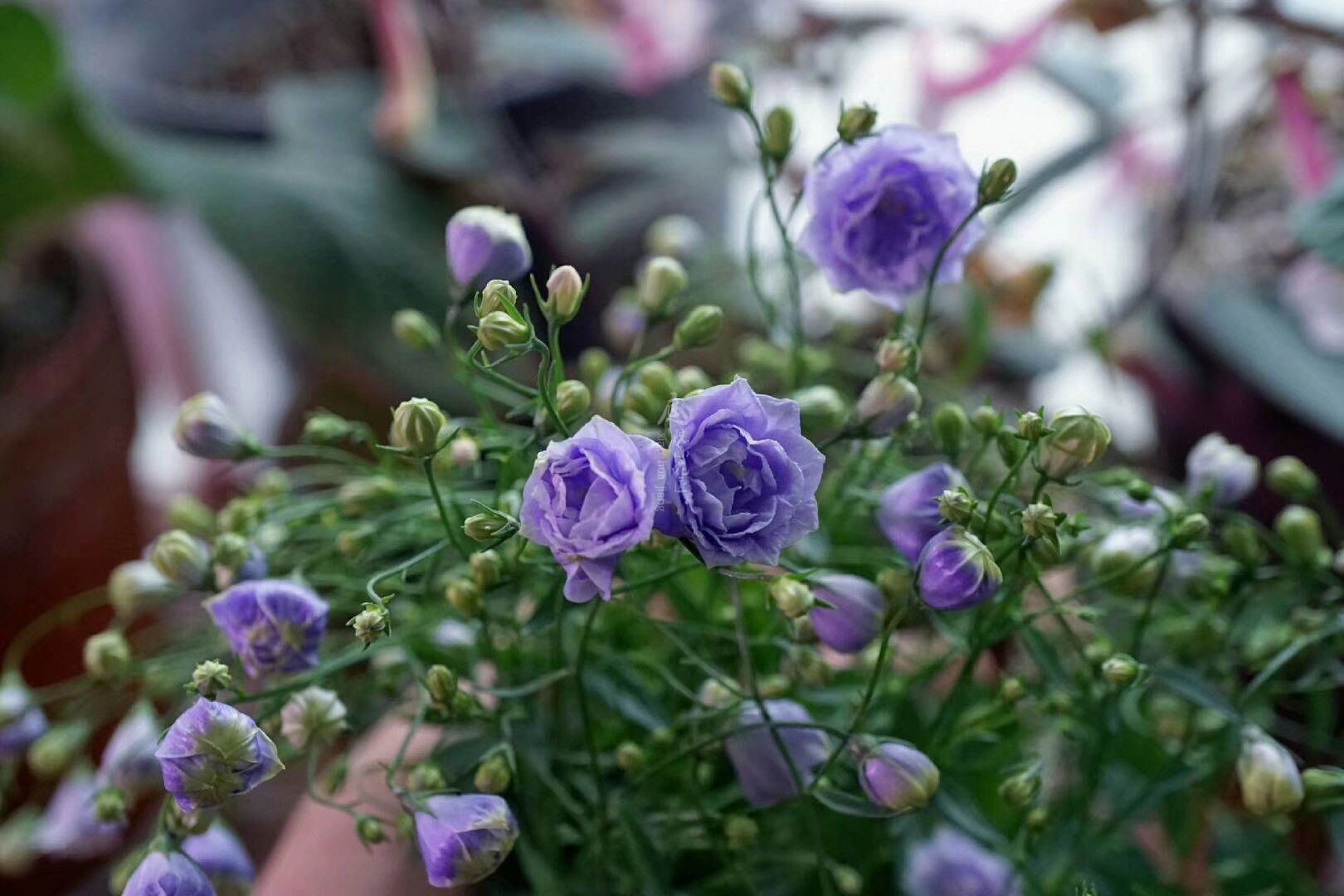 庭院小花匠 重瓣迷你风铃草 Campanula 10CM盆栽苗|msdalam kategori penghantaran bunga/bunga simulasi/tumbuhan berkebun, bunga/Tumbuh-tumbuhan tumbuh-tumbuhan pasu (baru), bunga - dari Buy2taobao.com untuk memberikan perkhidmatan ejen Taobao profesional membeli