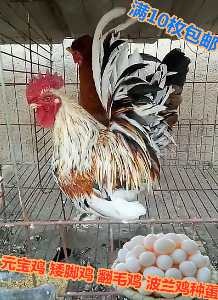 元宝鸡种蛋 观赏鸡 波兰鸡 翻毛鸡 矮脚鸡等宠物鸡孵化种蛋受精蛋在类目 水产肉类/新鲜蔬果/熟食, 蛋/蛋制品, 鲜活蛋类, 鸡蛋中 - 来自Buy2taobao.com提供专业的淘宝代购服务