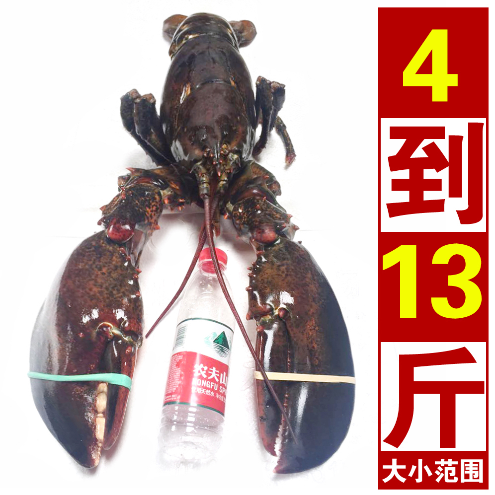 优质冰鲜波士顿龙虾 进口波龙 速冻 大龙虾 包邮 当天挂超新鲜在类目 水产肉类/新鲜蔬果/熟食, 海鲜/水产品/制品, 虾类, 活虾中 - 来自Buy2taobao.com提供专业的淘宝代购服务