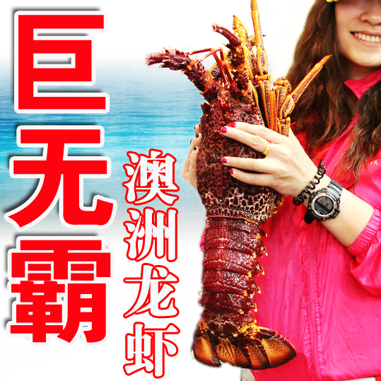 3斤以上澳洲大龙虾 澳龙大澳龙奥龙鲜活冻活的 酒席澳龙125元/斤|msdalam kategori daging perikanan/Buah-buahan segar dan sayur-sayuran/dimasak, makanan laut/produk akuatik/produk, udang, udang Live - dari Buy2taobao.com untuk memberikan perkhidmatan ejen Taobao profesional membeli