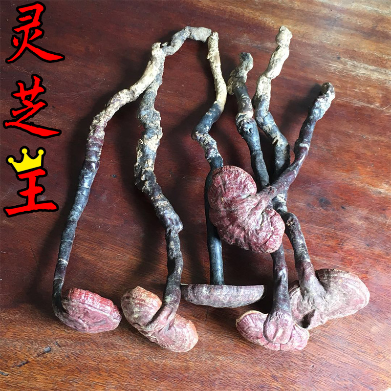 Hainan Ganoderma lucidum wild A Jin quality goods Super 500g Long handle Ganoderma Red Bamboo Ganoderma lucidum Aqua regiain the Traditional nourishing food , Ganoderma , Pruning Ganoderma category - from Buy2taobao.com to provide professional Taobao agent buy service