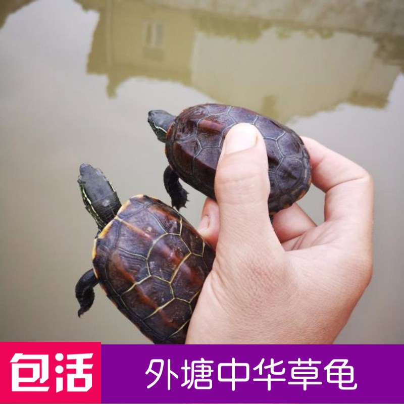 活体中华草龟 宠物观赏龟水龟金线龟外塘草龟小乌龟小活体包邮|msdalam kategori haiwan peliharaan/makanan haiwan dan bekalan, Aquarium World, penyu/penyu - dari Buy2taobao.com untuk memberikan perkhidmatan ejen Taobao profesional membeli
