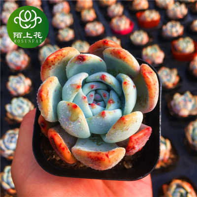 芙蓉雪莲 多肉植物 新手多肉 萌肉肉组合盆栽 室内花卉 陌上花