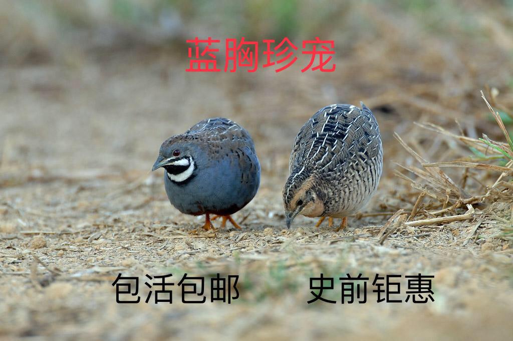 蓝胸鹌鹑迷你活苗观赏鸡成年下蛋小鸟会孵化种蛋桂花雀活体芦丁鸡在类目 宠物/宠物食品及用品, 鸟类及用品, 鸟中 - 来自Buy2taobao.com提供专业的淘宝代购服务