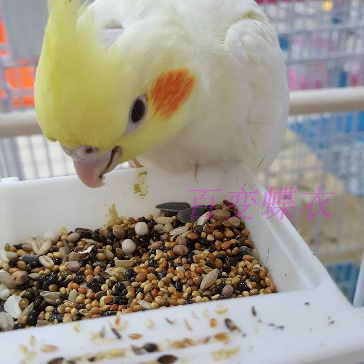 undefined2 birdseed Millet Peony parrot Hyeonpung blend foodstuff melon seed millet 500g Buy 4 get 1undefinedin the Pet/Pet food and supplies , Birds and supplies , Bird food category - from Buy2taobao.com to provide professional Taobao agent buy service