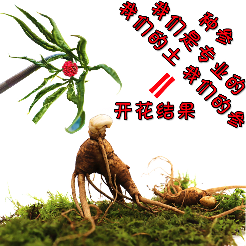 人参苗 盆栽 野生送野山参种子室内人参活苗全国种植开花结果包邮|ruв категории традиционные питательный пища, женьшень класса тоник, женьшень/женьшень - от Buy2taobao.com для оказания профессиональной услуги покупки агента Taobao