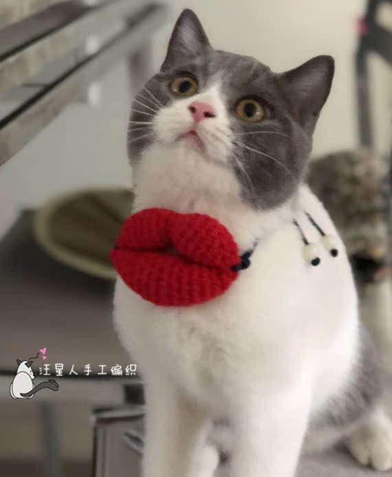 亲吻猫 宠物饰品 英短美短猫咪项圈 小型犬脖圈装饰品 腊肠嘴道具在类目 宠物/宠物食品及用品, 宠物服饰及配件, 挂饰/挂牌中 - 来自Buy2taobao.com提供专业的淘宝代购服务