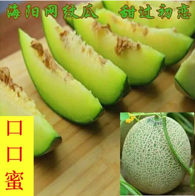 新鲜哈密瓜海阳网纹瓜水果赛静冈海南玫珑瓜两个瓜5斤左右包邮|msdalam kategori daging perikanan/Buah-buahan segar dan sayur-sayuran/dimasak, buah-buahan segar, Cantaloupe - dari Buy2taobao.com untuk memberikan perkhidmatan ejen Taobao profesional membeli