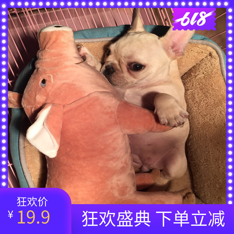 Dogs Molar Toys Satsuma France bucket Sleep partner Pets Supplies Simulated pig doll Plushin the Pet/Pet food and supplies , Cat/Dog Toys , Sound toys category - from Buy2taobao.com to provide professional Taobao agent buy service