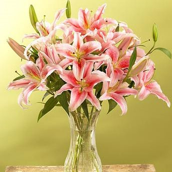 香水百合粉色百合花瓶插花商務辦公家庭鮮花北京包郵四環內在類目 鮮花速遞/花卉仿真/綠植園藝, 鮮花速遞(同城)中 - 來自Buy2taobao.com提供專業的淘寶代購服務