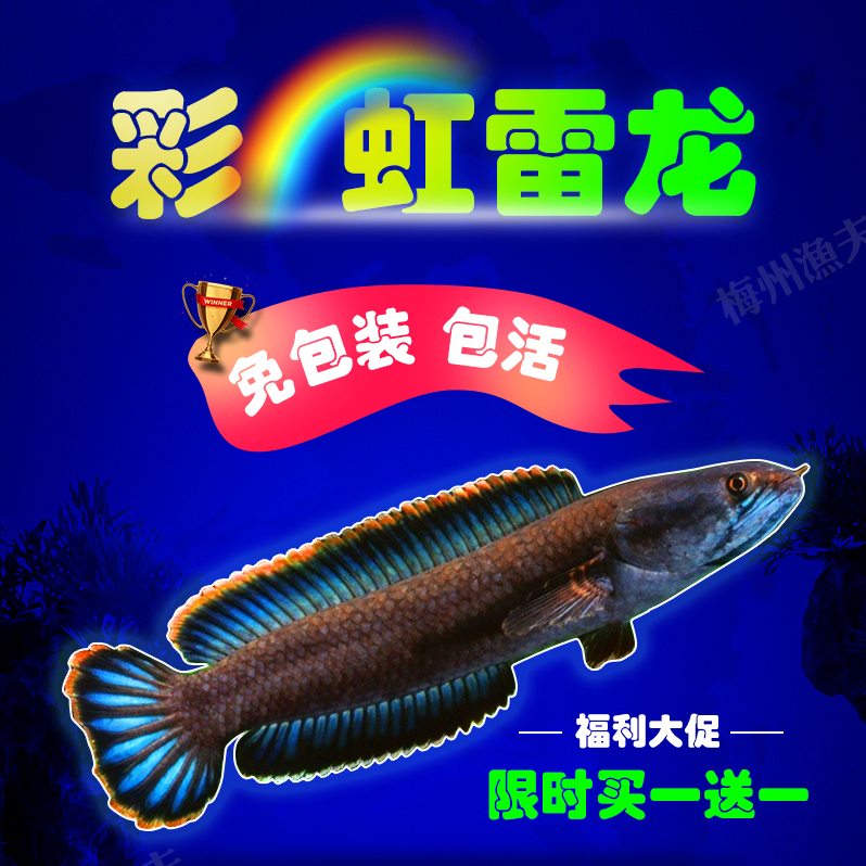彩虹雷龙鱼活体鱼蓝帆南鳢鱼苗小型中型大型低氧鱼冷水鱼好养耐活在类目 宠物/宠物食品及用品, 水族世界, 鱼中 - 来自Buy2taobao.com提供专业的淘宝代购服务