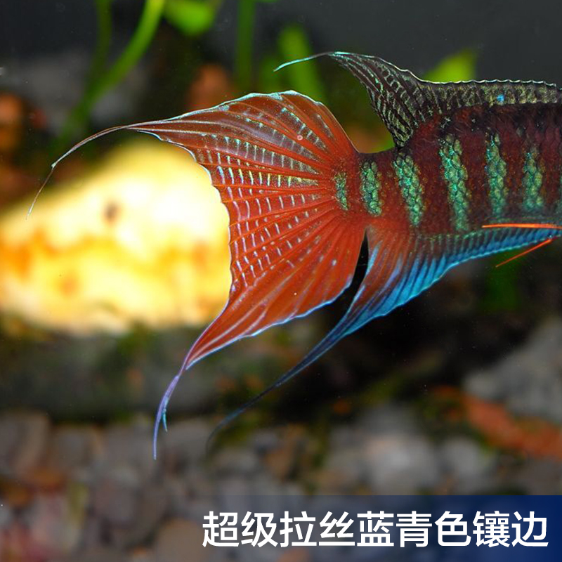 梅州本地野生精品中国斗鱼活体巨普叉中华斗鱼低氧小型淡水冷水鱼在类目 宠物/宠物食品及用品, 水族世界, 鱼中 - 来自Buy2taobao.com提供专业的淘宝代购服务