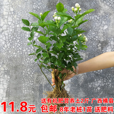 横县重瓣茉莉花苗盆栽花卉植物阳台庭院四季开花浓香驱蚊6-8年苗