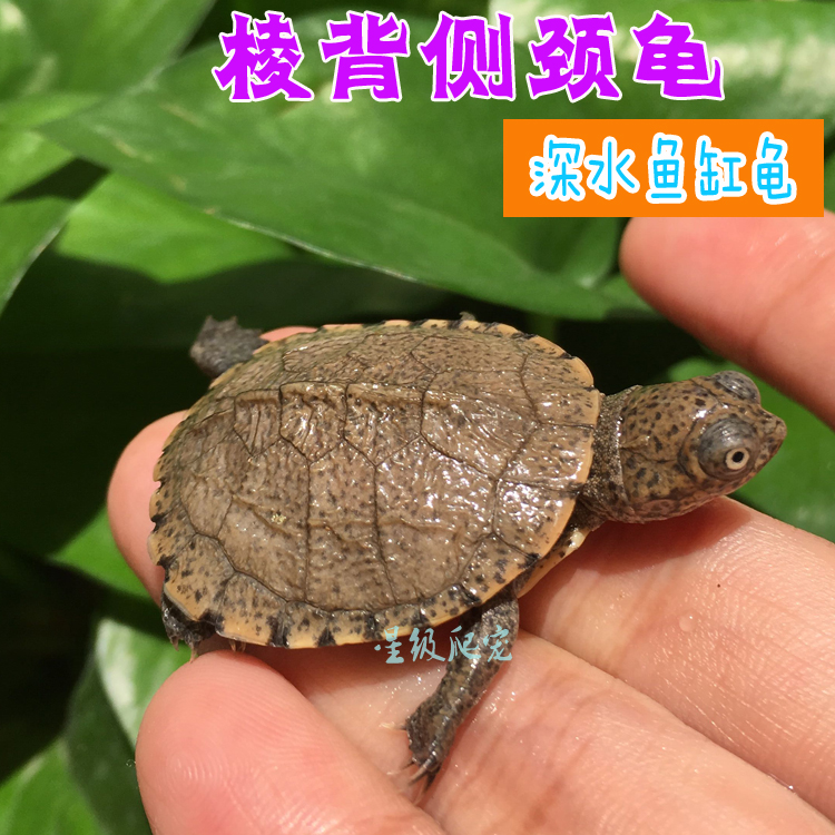凌背侧颈龟苗活体棱背乌龟观赏宠物龟苗深水龟西非侧颈圆澳吃鱼粪|ruв категории животное/Животное питание и принадлежностей, аквариум мира, черепаха/черепаха - от Buy2taobao.com для оказания профессиональной услуги покупки агента Taobao