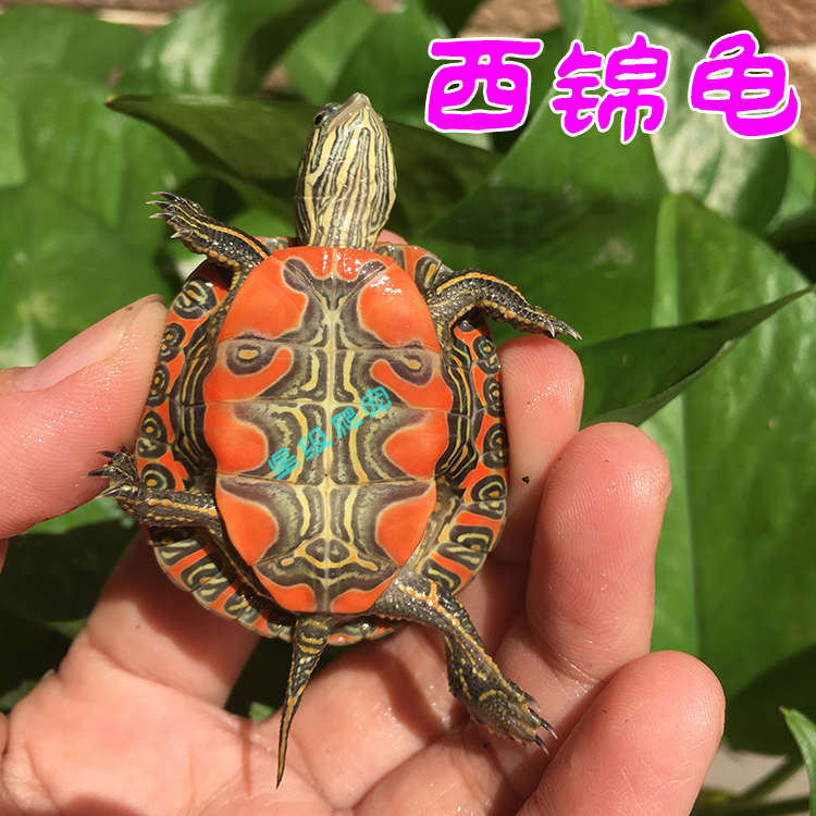 西锦龟2-7厘米东西部锦乌龟红肚吃菜观赏水龟活体宠物吃鱼粪包邮在类目 宠物/宠物食品及用品, 水族世界, 龟/鳖中 - 来自Buy2taobao.com提供专业的淘宝代购服务