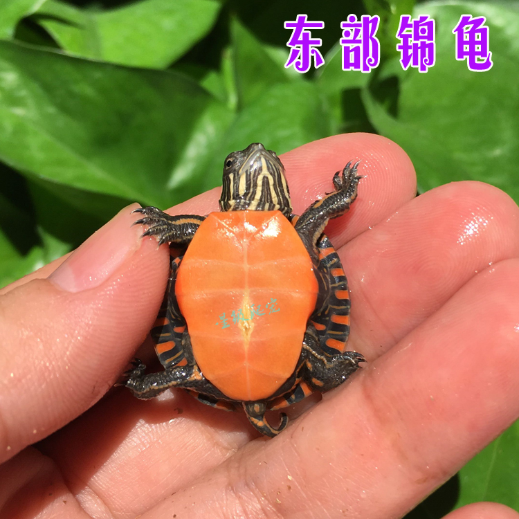 东锦龟乌龟东西部锦龟活体苗观赏宠物水龟吃菜南锦蛋麝香剃刀包邮在类目 宠物/宠物食品及用品, 水族世界, 龟/鳖中 - 来自Buy2taobao.com提供专业的淘宝代购服务