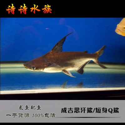 成吉思汗鲨鱼高鳍斧虎头鲨大白鲨蓝鲨q版球鲨热带观赏鱼包活体