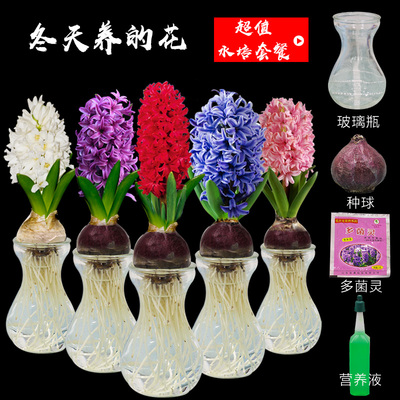 风信子种球水培套装土培盆栽花卉四季开花室内桌面水养花种子植物