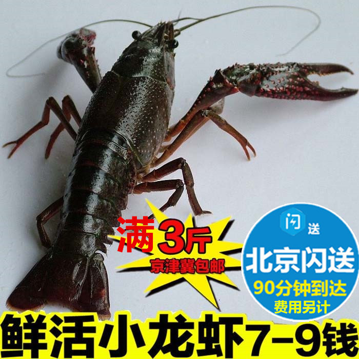 鲜活小龙虾 洪湖盱眙清水小龙虾麻辣新鲜 规格7-9钱 北京满额闪送在类目 水产肉类/新鲜蔬果/熟食, 海鲜/水产品/制品, 虾类, 虾类制品中 - 来自Buy2taobao.com提供专业的淘宝代购服务