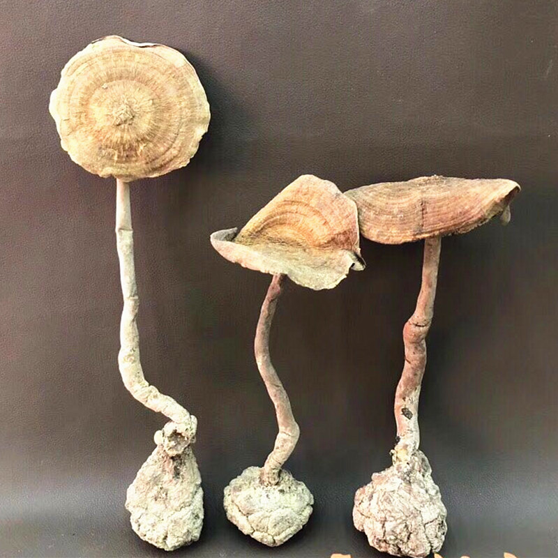 虎乳灵芝虎奶菌干片真空包装250克手工挑选无杂质无泥沙新品包邮|ruв категории зерно риса/север и Юг сухих грузов/приправы, север и Юг сухих грузов/мясо сухих грузов, сухогрузный/родной, другие - от Buy2taobao.com для оказания профессиональной услуги покупки агента Taobao
