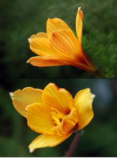 GYF小型风雨兰tubispathus good yellow form 四季种植|msdalam kategori penghantaran bunga/bunga simulasi/tumbuhan berkebun, bunga/Buah-buahan dan sayur-sayuran/benih rumput (baru), mentol - dari Buy2taobao.com untuk memberikan perkhidmatan ejen Taobao profesional membeli
