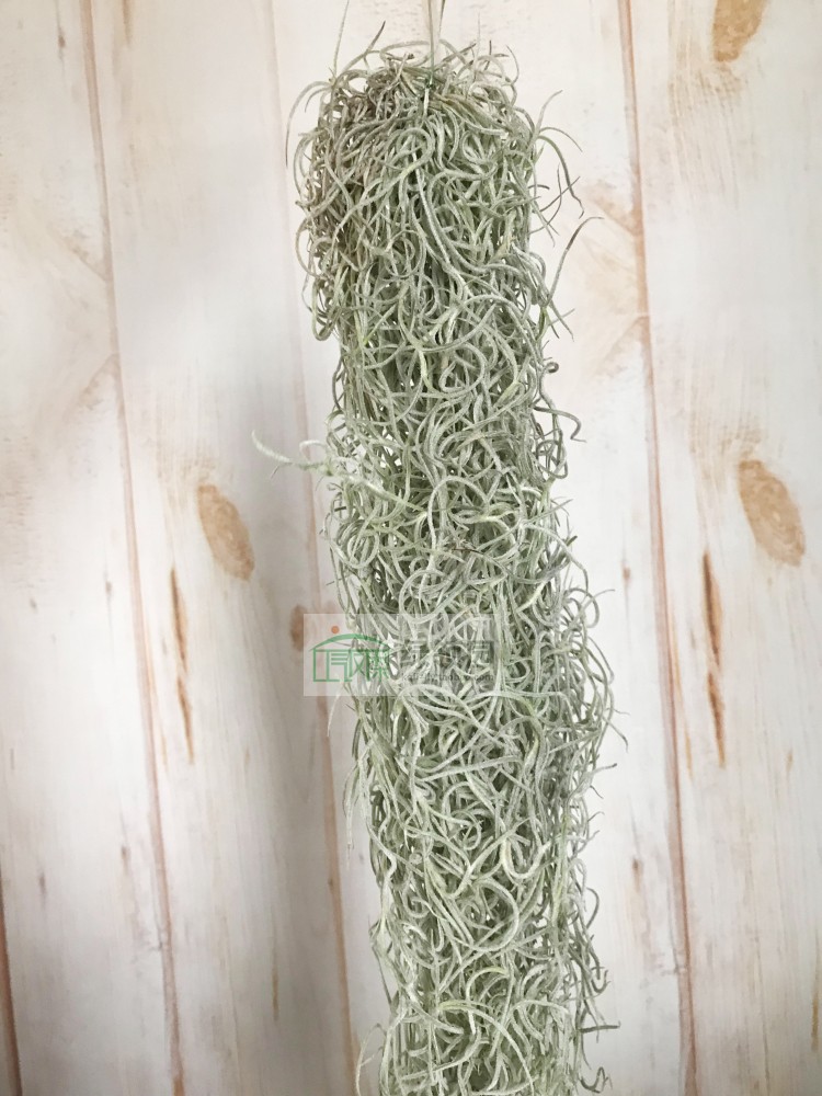 空气凤梨 鸟岩 Tillandsia usneoides,curly form 卷叶松萝|ruв категории доставка цветов/цветок моделирования/растения садоводства, цветок/растения в горшках (новый), цветок - от Buy2taobao.com для оказания профессиональной услуги покупки агента Taobao