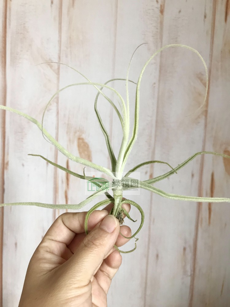 Fragrant Briothers(T.streptocarpa x T.straminea)电卷捧x彗星|ruв категории доставка цветов/цветок моделирования/растения садоводства, цветок/растения в горшках (новый), цветок - от Buy2taobao.com для оказания профессиональной услуги покупки агента Taobao