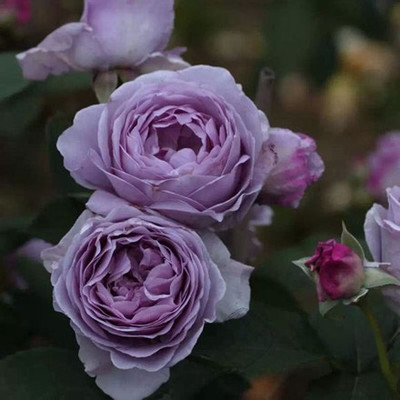 蓝色风暴 蓝爆 暗恋心 月季花 多季勤花浓香品种 不带花苞