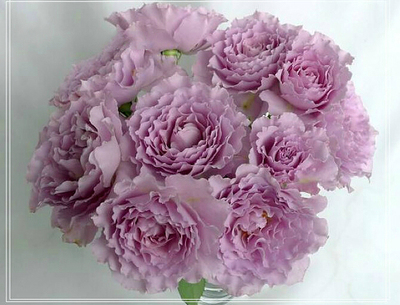 蜻蜓 月季花 （超级浓香，波浪边，勤花）多季节勤花月季花苗