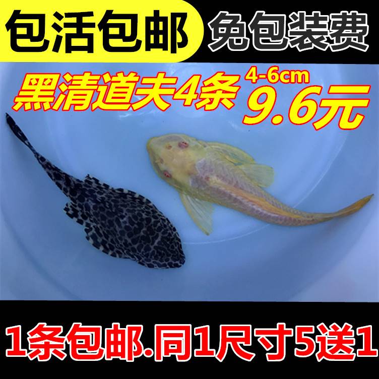 热带观赏淡水鱼清道夫鱼活体金苔鼠青苔鼠清洁鱼工具鱼吃垃圾除藻在类目 宠物/宠物食品及用品, 水族世界, 鱼中 - 来自Buy2taobao.com提供专业的淘宝代购服务