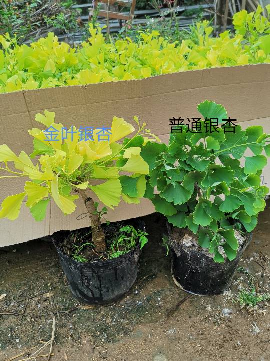 金叶银杏树盆栽苗 小苗 树苗 白果树 南北方种 室 盆栽 盆景素材在类目 鲜花速递/花卉仿真/绿植园艺, 花卉/绿植盆栽(新), 绿植中 - 来自Buy2taobao.com提供专业的淘宝代购服务