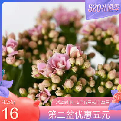 重瓣粉巴黎长寿花盆栽四季开花室内阳台办公室绿植花卉带花苞发货|msdalam kategori penghantaran bunga/bunga simulasi/tumbuhan berkebun, bunga/Tumbuh-tumbuhan tumbuh-tumbuhan pasu (baru), bunga - dari Buy2taobao.com untuk memberikan perkhidmatan ejen Taobao profesional membeli