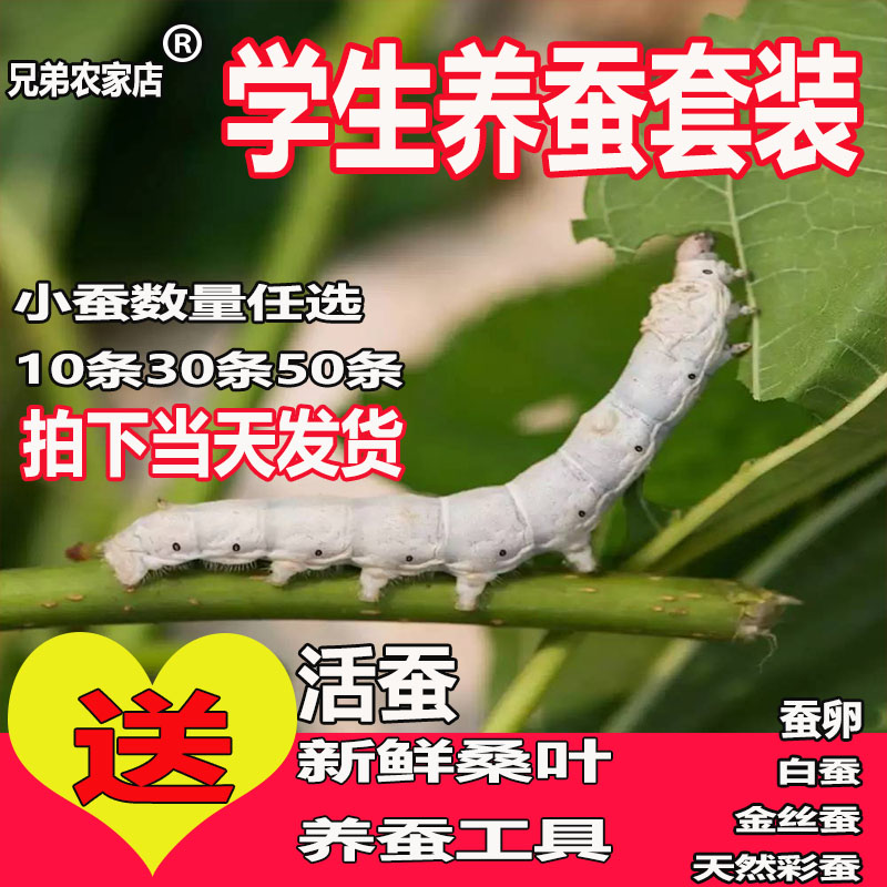 蚕宝宝活体幼虫蚕子蚕卵蚕种嫩桑叶新鲜春蚕七彩白色学生养蚕套装在类目 宠物/宠物食品及用品, 爬虫/鸣虫及其用品, 蚕宝宝中 - 来自Buy2taobao.com提供专业的淘宝代购服务