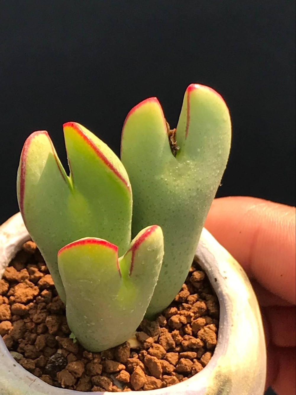 多肉星空花园 多肉植物 番杏科 黄岩玉肉锥秋红 实拍 超美 防辐射在类目 鲜花速递/花卉仿真/绿植园艺, 花卉/绿植盆栽(新), 多肉植物中 - 来自Buy2taobao.com提供专业的淘宝代购服务