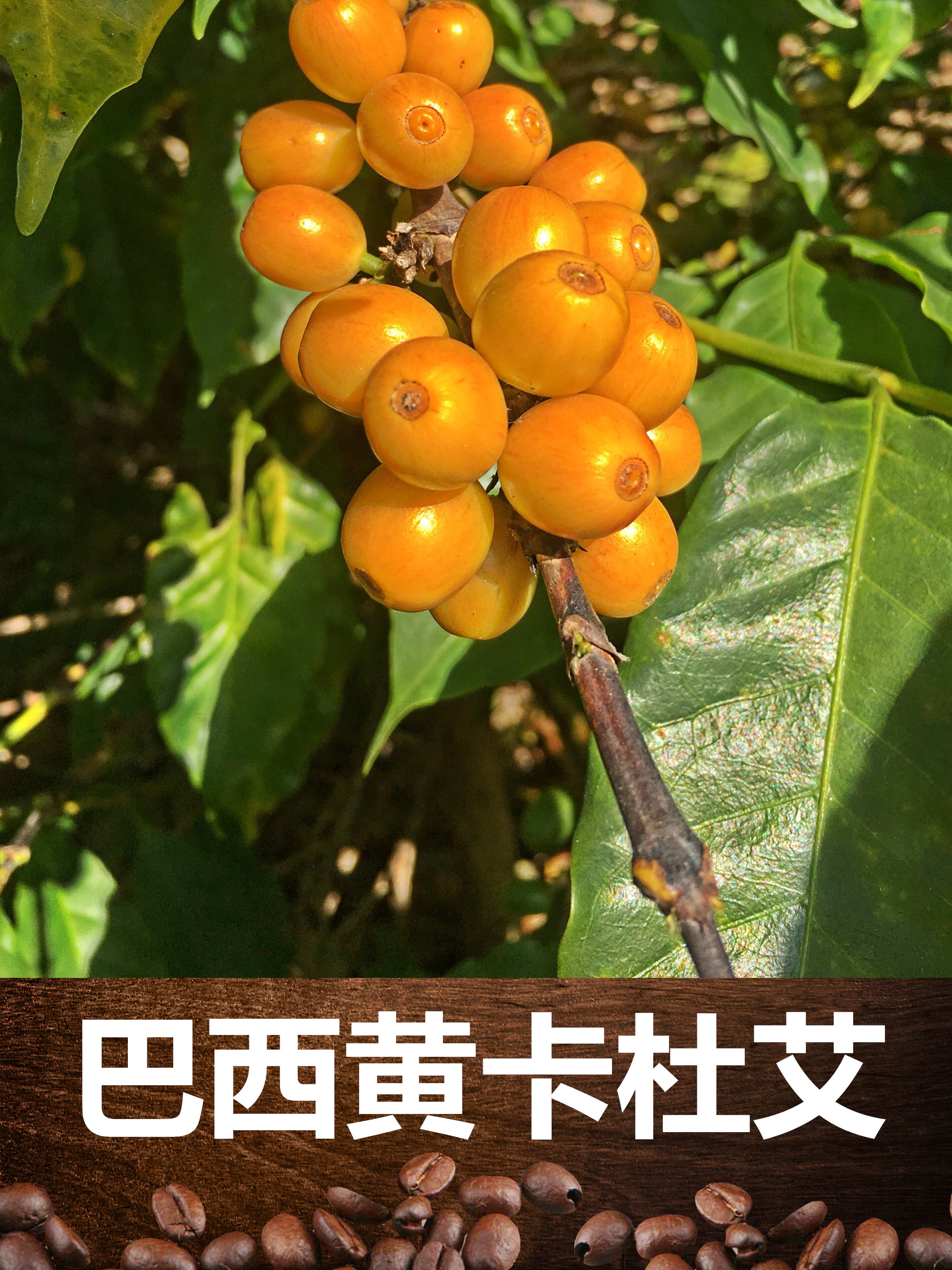 巴西黄卡杜艾 黄波旁 咖啡盆景 Yellow Catuai 云南咖啡苗 一年苗在类目 鲜花速递/花卉仿真/绿植园艺, 花卉/绿植盆栽(新), 绿植中 - 来自Buy2taobao.com提供专业的淘宝代购服务