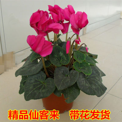 仙客来花卉盆栽大苗带花发货年宵花卉仙客来种球花苗四季开花包邮