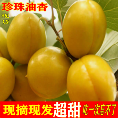 当季现摘现发2大黄杏杏子水果时令新鲜5斤小白杏孕妇酸甜珍珠油杏在类目 水产肉类/新鲜蔬果/熟食, 新鲜水果, 其它中 - 来自Buy2taobao.com提供专业的淘宝代购服务