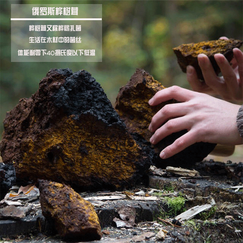 Russia Birch Velvet Birch Birch KpC5KWEhjGin the Traditional nourishing food , Medicinal and Edible Food , Other Medicinal and Edible Food category - from Buy2taobao.com to provide professional Taobao agent buy service