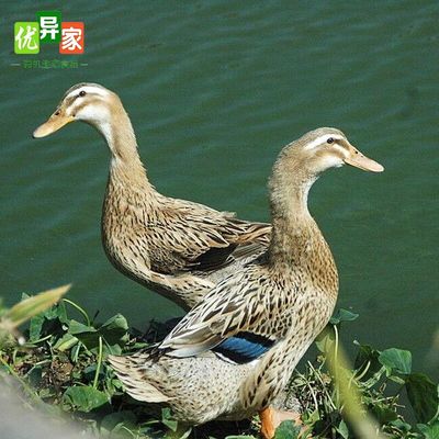 老鸭子土鸭农家散养无饲料新鲜现杀正宗麻鸭基地放养水鸭