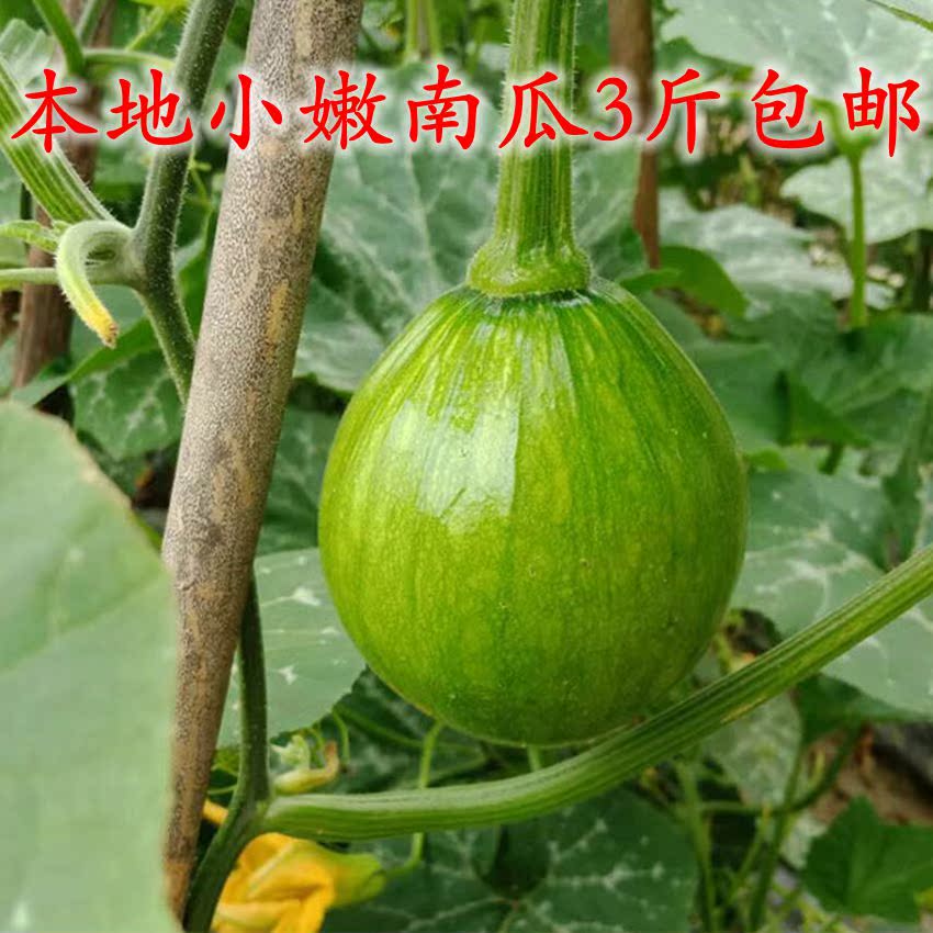 新鲜本地小南瓜 嫩南瓜 5斤包邮在类目 水产肉类/新鲜蔬果/熟食, 新鲜蔬菜/蔬菜制品, 新鲜蔬菜, 其它中 - 来自Buy2taobao.com提供专业的淘宝代购服务