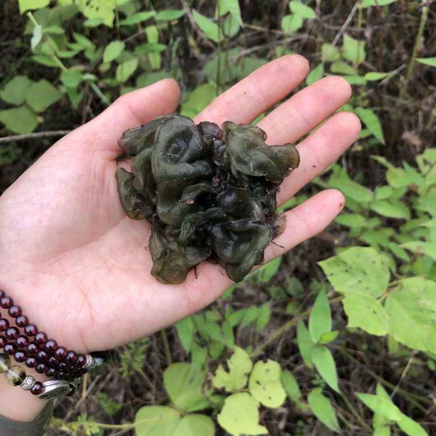 新鲜野生地皮菜 地皮菌 地踏菇 雷公菌 无沙免洗|ruв категории водной мясо/свежие фрукты и овощи/еда, свежие овощи/овощной продукции, свежие овощи, другие - от Buy2taobao.com для оказания профессиональной услуги покупки агента Taobao