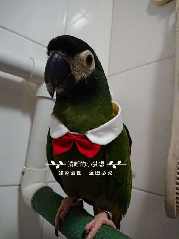 鹦鹉衣服鸟项圈卖萌领结装饰品白衬衫玩具可调节|msdalam kategori haiwan peliharaan/makanan haiwan dan bekalan, Haiwan pakaian dan aksesori, pakaian/Supplies adat (baru), haiwan pakaian - dari Buy2taobao.com untuk memberikan perkhidmatan ejen Taobao profesional membeli