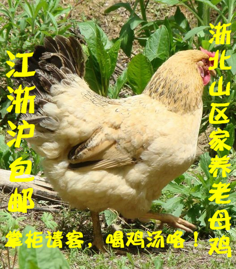 農家散養土雞3年老母雞本雞草雞走地雞月子雞江浙滬買2只包郵順豐在類目 水產肉類/新鮮蔬果/熟食, 生肉/肉製品, 雞肉類, 整雞中 - 來自Buy2taobao.com提供專業的淘寶代購服務