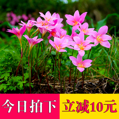 风雨兰韭兰花葱兰种球 云南野生水仙花盆栽四季花卉彼岸花石蒜花