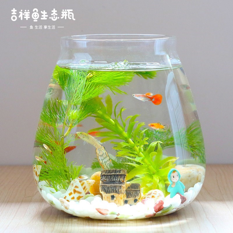 观赏生态瓶 鱼微景观免换水diy鱼缸水族玻璃办公创意室内桌面鱼缸|ruв категории животное/Животное питание и принадлежностей, аквариум мира, аквариум аквариум оборудования и т.д., экологическая бутылка/цилиндр творчества/рабочий столName - от Buy2taobao.com для оказания профессиональной услуги покупки агента Taobao
